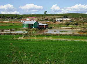 Rice Production In Vietnam