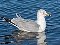 * Nomination Ring-billed gull in Marine Park, Brooklyn --Rhododendrites 00:08, 25 August 2023 (UTC) * Promotion  Support Good quality. --Satdeep Gill 00:59, 25 August 2023 (UTC)