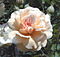 Rosa 'Inspiring Beauty'.jpg