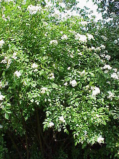 <i>Rosa beggeriana</i> Species of plant in the genus Rosa
