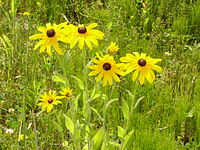 Rudbeckia hirta Type species