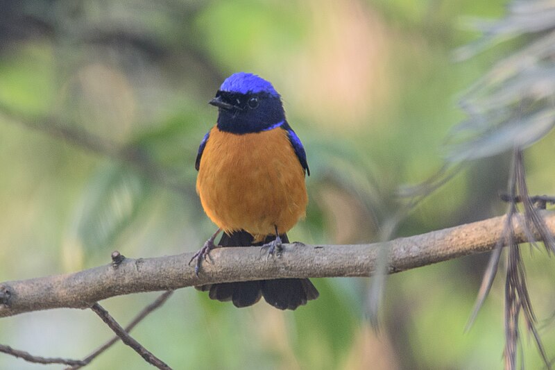 File:Rufous-bellied niltava in Nepal.jpg