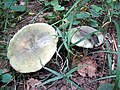 Russula aeruginea