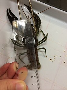 Measurement of a rusty crayfish Rusty crayfish.JPG