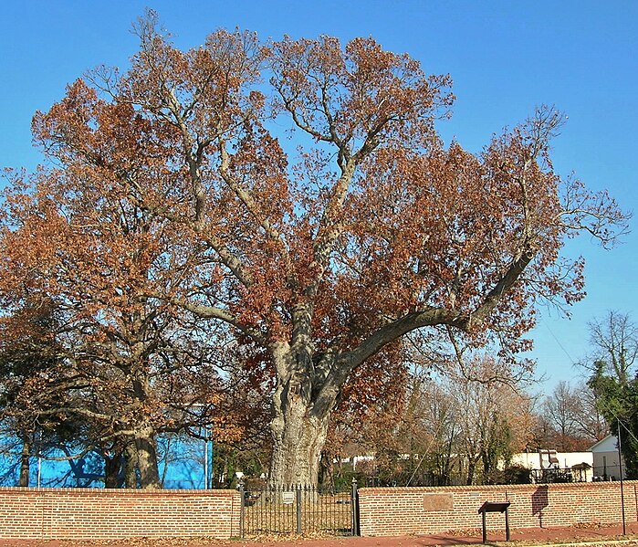 File:Salem Oak - white oak tree in Salem, New Jersey, November 2012.jpg