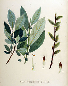 Ботаническая иллюстрация из книги Яна Копса Flora Batava, 1800—1934