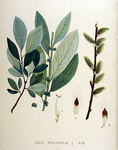 Salix phylicifolia