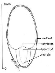 Salix scouleriana seed