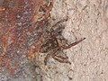 Saltarina pantropical araña.jpg