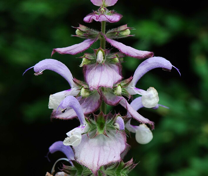 File:Salvia sclarea infloresc.jpg