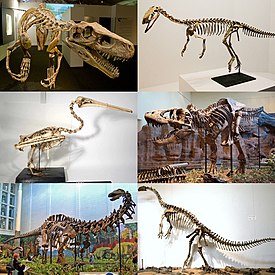 1-й ряд (ранние ящеротазовые): герреразавр (герреразаврид), эодромей (базальный теропод); 2-й ряд (продвинутые тероподы): американский бурый пеликан, тираннозавр; 3-й ряд (завроподоморфы): апатозавр A. louisae и платеозавр P. engelhardti