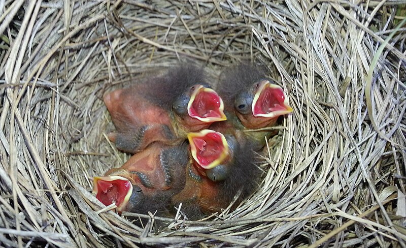 File:Savannah Sparrow, Passerculus sandwichensis, nestlings baby birds begging in nest Alberta Canada.jpg
