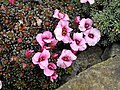 Saxifraga 'Dawn Frost'