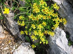 Saxifraga aizoides.jpg