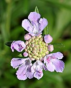 Scabiosa japonica