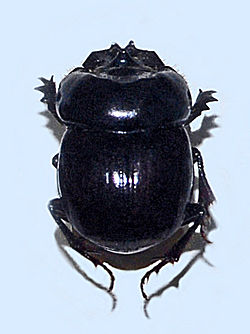 Scarabaeidae - druh Dichotomius.JPG