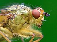 Macro photography - Wikipedia, the free encyclopedia