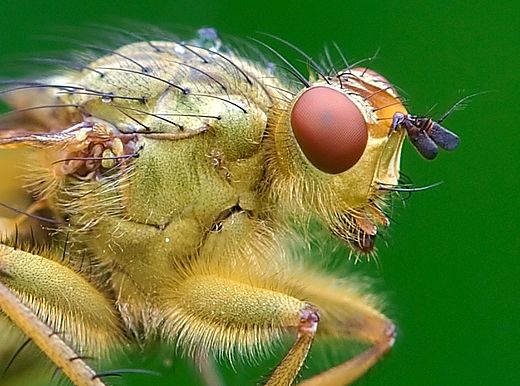 Macro photograph of a common yellow dung fly (Scathophaga stercoraria) made using a lens at its maximum 1:1 reproduction ratio, and an 18×24mm image sensor, the on-screen display of the photograph results in a greater than life-size image.