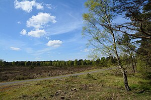 Schleswig-Holstein, Bark, Wittenborner Heide NIK 6047.jpg