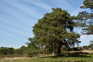 Schleswig-Holstein, Kellinghusen, Naturschutzgebiet Heideflächen bei Kellinghusen NIK 3434.JPG