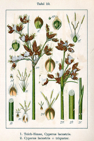 File:Schoenoplectus lacustris Sturm10.jpg