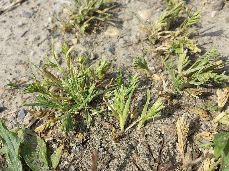 File:Sclerochloa dura sl85.jpg