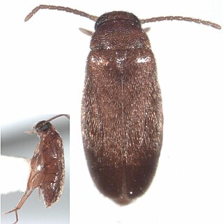 <i>Scraptia</i> Genus of beetles