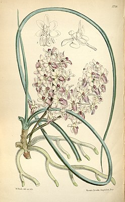Ботаническая иллюстрация, «Curtis's Botanical Magazine», 1868
