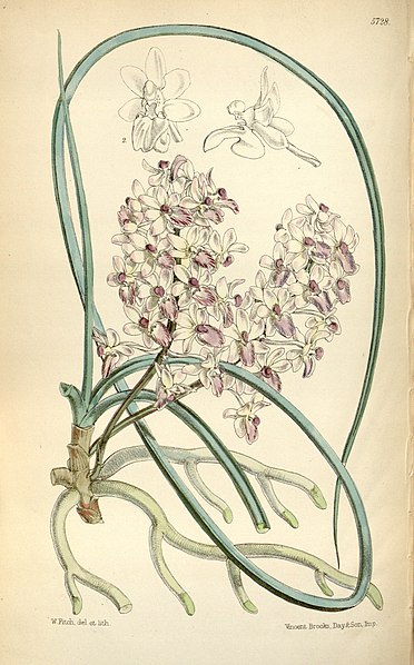 File:Seidenfadenia mitrata (as Aerides mitrata or Aerides mitratum) - Curtis' 94 (Ser. 3 no. 24) pl. 5728 (1868).jpg