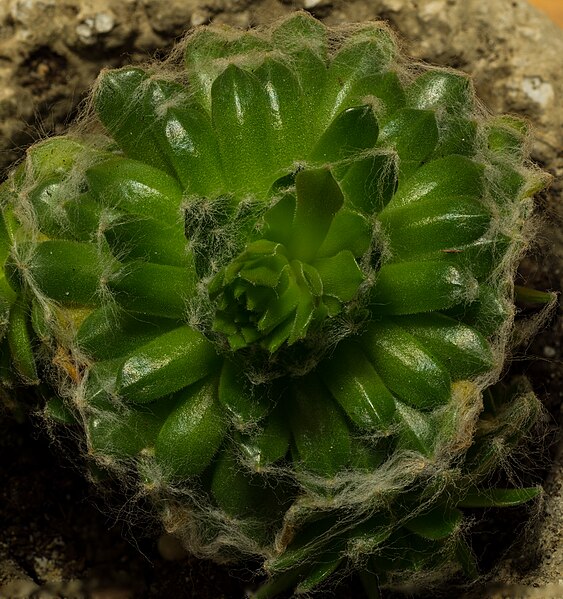 File:Sempervivum arachnoideum top close-up.jpg