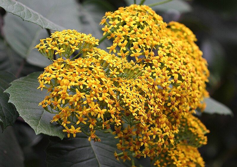 File:Senecio grandifolius HC1.JPG