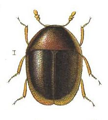 Sericoderus.lateralis.Reitter.jpg