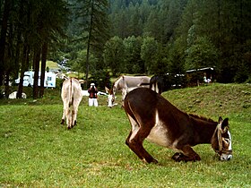 Donkeys in Val Formazza, north Italy