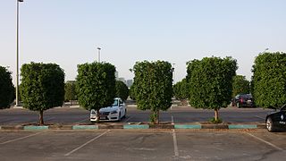 Shaikh Mohammad Bin Zayed Office Parking - Abudhabi - UAE - panoramio (3).jpg