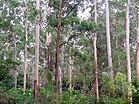 Sheldon Forest Australia.JPG