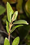 Shepherdia canadensis 5451.JPG