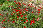 Anemone coronaria, Israel