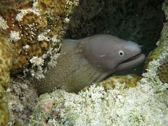 White-eyed moray eel (Siderea thyrsoidea)