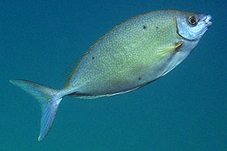 <span class="mw-page-title-main">Streamlined spinefoot</span> Species of fish