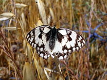 Melanargia titea