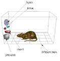 תמונה ממוזערת לגרסה מ־17:39, 11 ביולי 2008