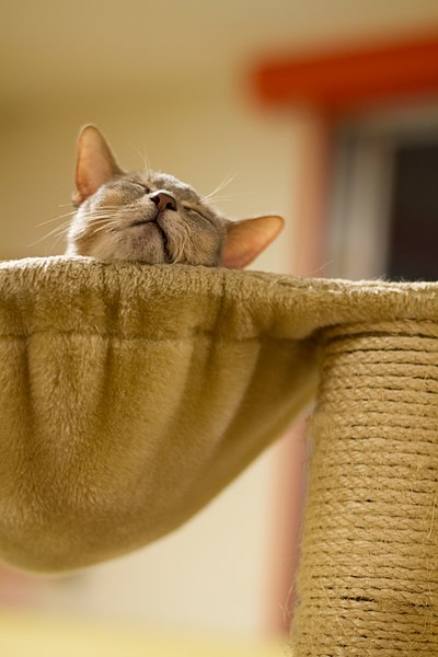 File:Sleeping on a cat tower (7737549754).jpg