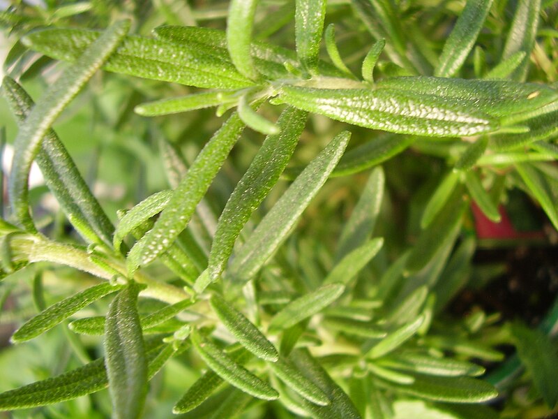 File:SlowMoneyFarm Rosemary.jpg