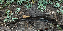 Small-mouthed Salamander (Ambystoma texanum) Liberty Co. Texas. photo by W. L. Farr.jpg