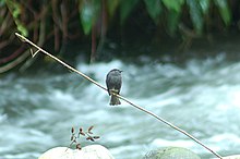 Smoke-colored Pewee perches on a small twig, displaying its size. 2015-06-04. Alambi Cloud Forest Lodge, Tandayapa, Pichincha Province, Ecuador Smoke-colored Pewee 2015-06-04 (1) (39598674034).jpg