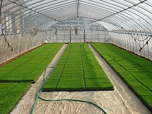 Trawnik: Zespół powiązanych ze sobą systemem korzeniowym traw pospolitych wykorzystywany w celach ozdobnych