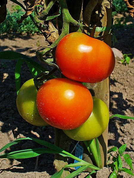 File:Solanum lycopersicum 003.JPG