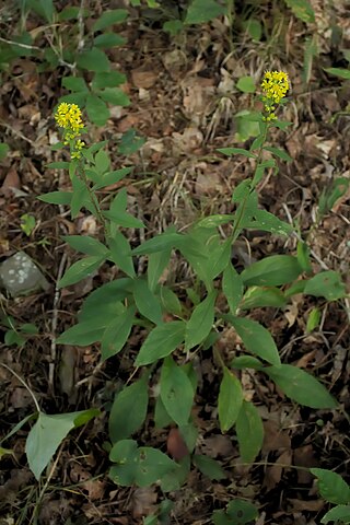 <i>Solidago squarrosa</i> Species of plant