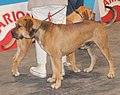 Spanish Alano, red sable