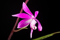 Spathoglottis hardingiana